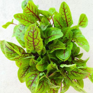 sorrel seeds