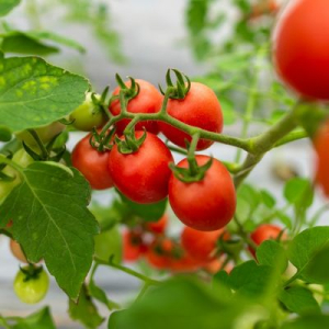 tomato seeds
